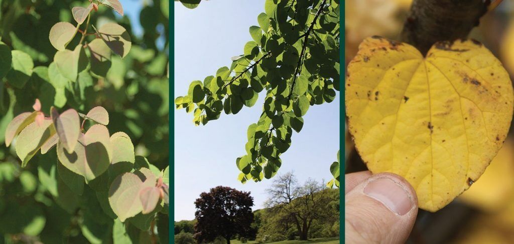 Katsura Tree | Johnson's Nursery | KB