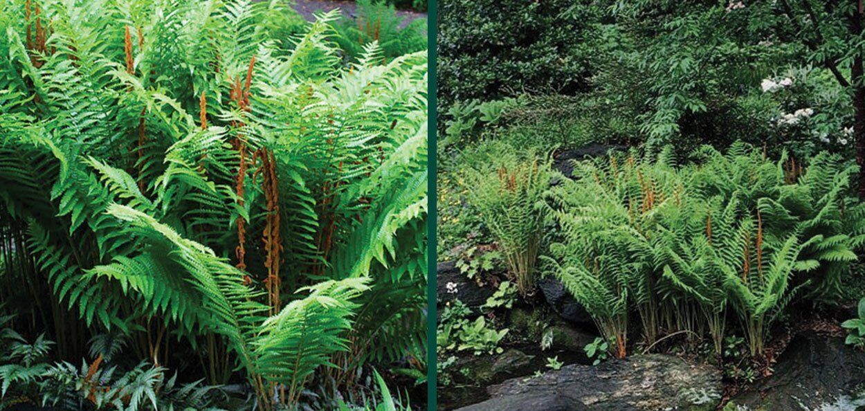 Cinnamon Fern | Johnson's Nursery | KB