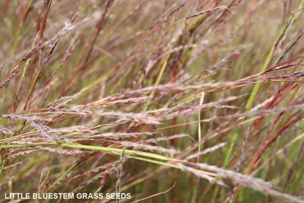 Grass & Sedge Comparison Chart 