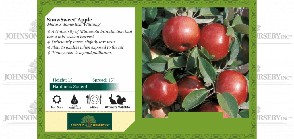 SnowSweet® Apple | Johnson's Nursery | KB