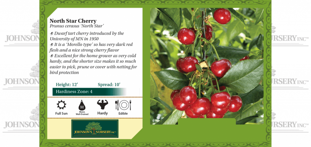 North Star Cherry | Johnson's Nursery | KB