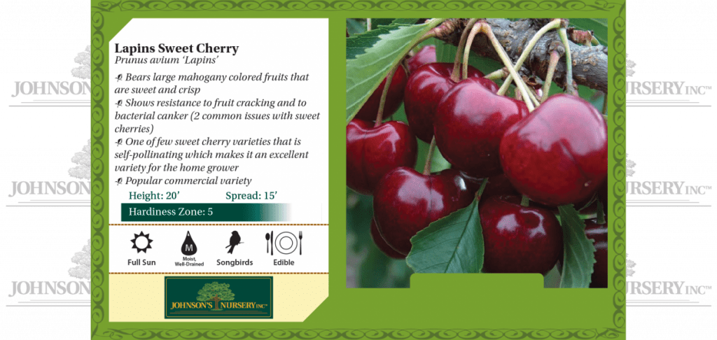 Lapins Sweet Cherry | Johnson's Nursery | KB