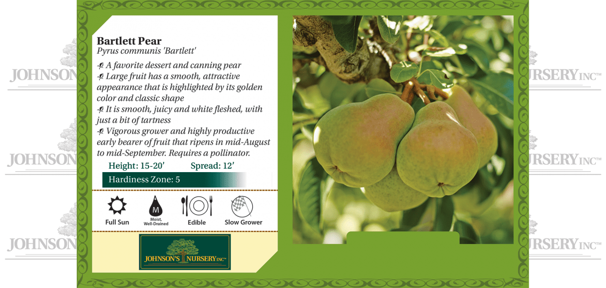 Bartlett Pear | Johnson's Nursery | KB