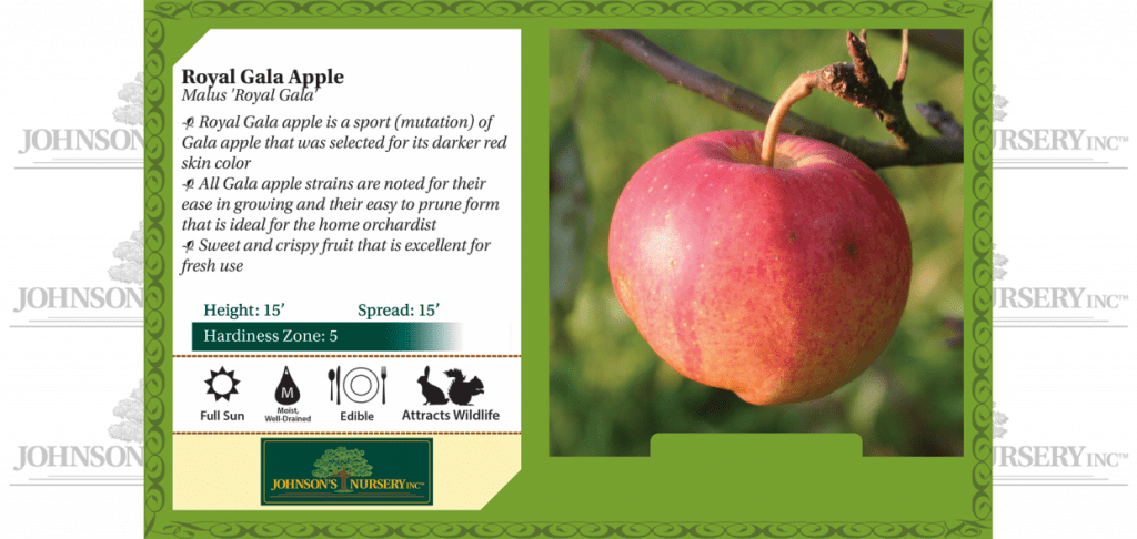 Royal Gala Apple | Johnson's Nursery | KB