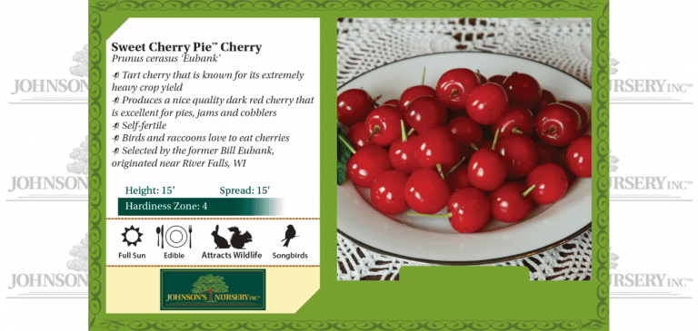 Sweet Cherry Pie™ Cherry | Johnson's Nursery | KB