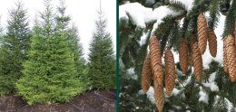 Norway Spruce | Johnson's Nursery | KB