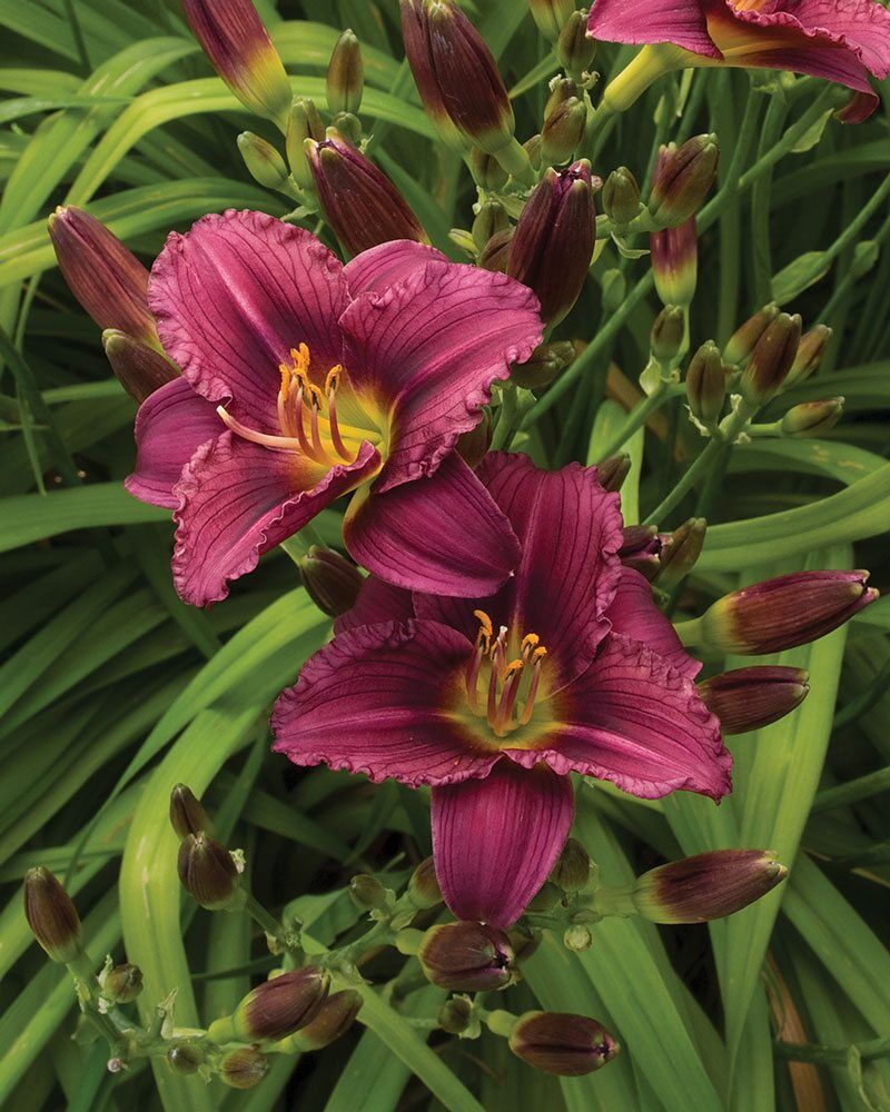 Little Grapette Daylily | Johnson's Nursery | KB