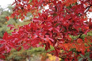 Black Gum | Johnson's Nursery | KB